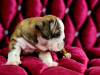 Photo №4. Je vais vendre chien bâtard en ville de Severodvinsk. annonce privée - prix - 913€