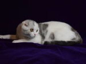 Photo №1. scottish fold - à vendre en ville de Minsk | 171€ | Annonce № 2231