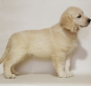 Photo №1. golden retriever - à vendre en ville de Khmelnitsky | négocié | Annonce №17897