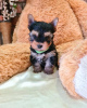 Photo №3. MINI-YORKSHIRE TERRIER. Serbie