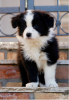 Photo №1. border collie - à vendre en ville de Stockholm | négocié | Annonce №113228