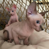 Photo №1. sphynx - à vendre en ville de Straubing | 200€ | Annonce № 111064