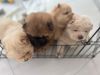 Photo №3. Chiots Chow Chow mignons, moelleux et ludiques !. Emirats Arabes Unis