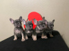 Photo №3. Beaux chiots bouledogue français Business WhatsApp 37256062792. La finlande