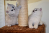 Photo №3. Jolis chatons British shorthair avec entraînement à domicile à vendre. Allemagne