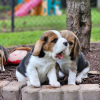 Photo №4. Je vais vendre beagle en ville de Bamberg. annonce privée - prix - 360€