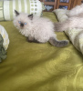 Photo №1. ragdoll - à vendre en ville de Munich | 473€ | Annonce № 103827