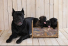 Photo №2 de l'annonce № 11974 de la vente cane corso - acheter à Fédération de Russie annonce privée