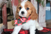 Photo №3. Adorables chiots Cavalier King Charles en adoption gratuite. Allemagne