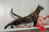 Photo №3. Petit chaton de bonheur affectueux nommé Daphné. Fédération de Russie