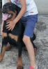 Photo №4. Je vais vendre rottweiler en ville de Belgrade.  - prix - négocié