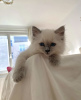 Photo №4. Je vais vendre ragdoll en ville de New york. annonce privée - prix - 379€