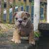 Photo №2 de l'annonce № 64698 de la vente bulldog anglais - acheter à Allemagne annonce privée, de la fourrière