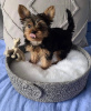 Photo №1. yorkshire terrier - à vendre en ville de Montreal | 473€ | Annonce №103602