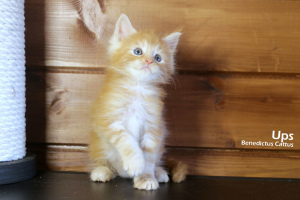 Photo №3. Maine Coon chaton garçon en marbre rouge. Biélorussie