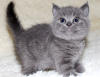 Photo №1. scottish fold - à vendre en ville de Berlin | négocié | Annonce № 118750