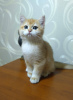 Photo №1. british shorthair - à vendre en ville de New york | 2366€ | Annonce № 74674