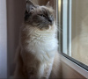 Photo №1. ragdoll - à vendre en ville de Munich | 255€ | Annonce № 108943