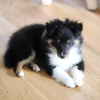 Photo №2 de l'annonce № 11136 de la vente shetland (chien) - acheter à Allemagne annonce privée