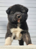 Photo №4. Je vais vendre akita (chien) en ville de Kraljevo.  - prix - négocié