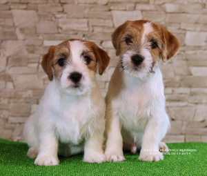 Photo №3. Luxueux chiots Jack Russell Terrier. Ukraine