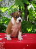 Photo №3. American Staffordshire Terrier, chiots. Serbie