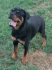 Photo №2 de l'annonce № 111693 de la vente rottweiler - acheter à Serbie 