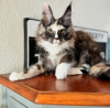 Photo №4. Je vais vendre maine coon en ville de Pontresina. annonce privée - prix - 400€