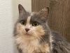Photos supplémentaires: Luna, la chatte tricolore, cherche une famille !
