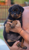 Photos supplémentaires: rottweiler