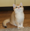 Photo №2 de l'annonce № 77686 de la vente british shorthair - acheter à USA éleveur