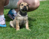 Photos supplémentaires: Chiots Boerboel (Mâtin sud-africain)