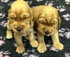 Photos supplémentaires: Chiots Cocker Anglais