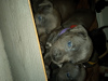 Photo №4. Je vais vendre staffordshire bull terrier en ville de Белтинци.  - prix - 360€