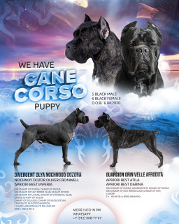 Photo №1. cane corso - à vendre en ville de Perm | 309€ | Annonce №6299