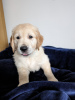 Photo №2 de l'annonce № 104122 de la vente golden retriever - acheter à Allemagne annonce privée