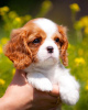 Photo №2 de l'annonce № 80864 de la vente cavalier king charles spaniel - acheter à Allemagne annonce privée