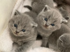 Photo №4. Je vais vendre scottish fold en ville de Cologne. annonce privée - prix - 300€