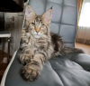 Photo №3. De mignons et adorables chatons Maine coon en bonne santé sont maintenant. USA