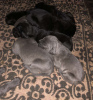 Photo №2 de l'annonce № 67576 de la vente cane corso - acheter à L'Autriche annonce privée