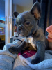 Photo №1. bouledogue - à vendre en ville de Калифорния Сити | 385€ | Annonce №31237