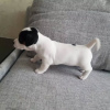 Photo №3. Chiots Jack Russell de race pure. Allemagne