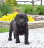 Photo №3. Chiots Labrador Retriever. La Grande-Bretagne