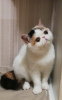 Photo №1. exotic shorthair - à vendre en ville de Minsk | 1500€ | Annonce № 121775