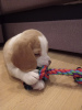 Photo №2 de l'annonce № 7980 de la vente beagle - acheter à Fédération de Russie éleveur