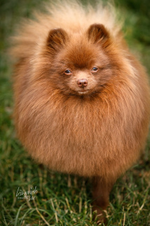 Photos supplémentaires: Spitz allemand marron