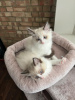 Photo №1. ragdoll - à vendre en ville de Cologne | Gratuit | Annonce № 105376