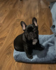 Photo №4. Je vais vendre bouledogue en ville de Berlin. annonce privée - prix - 265€