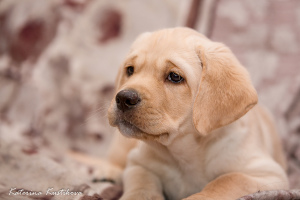 Photos supplémentaires: Le Labrador Kennel propose à l'achat des chiots Labrador de haute race auprès de