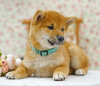 Photos supplémentaires: Shiba Inu. Chiots